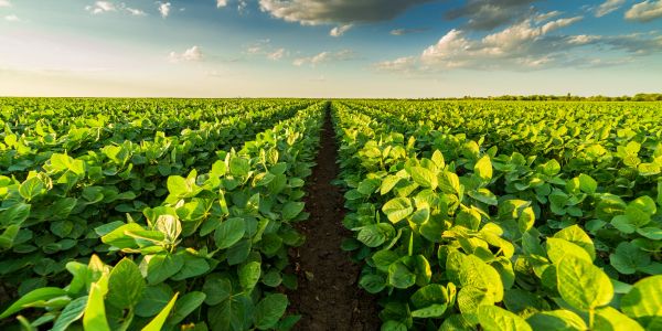 A plantation field