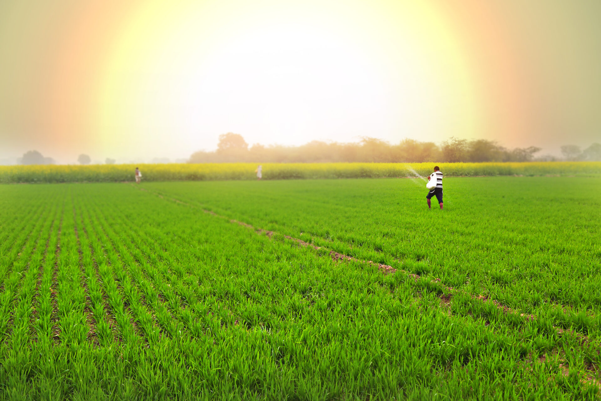 Rear View of Young Farmer is spreading fertilizers on His wheat Plant Field which is Located in a Small Village of Haryana State, India at the time of Early morning during winter season.